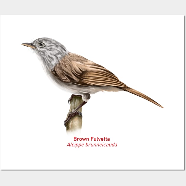 Brown fulvetta | Alcippe brunneicauda Wall Art by bona 